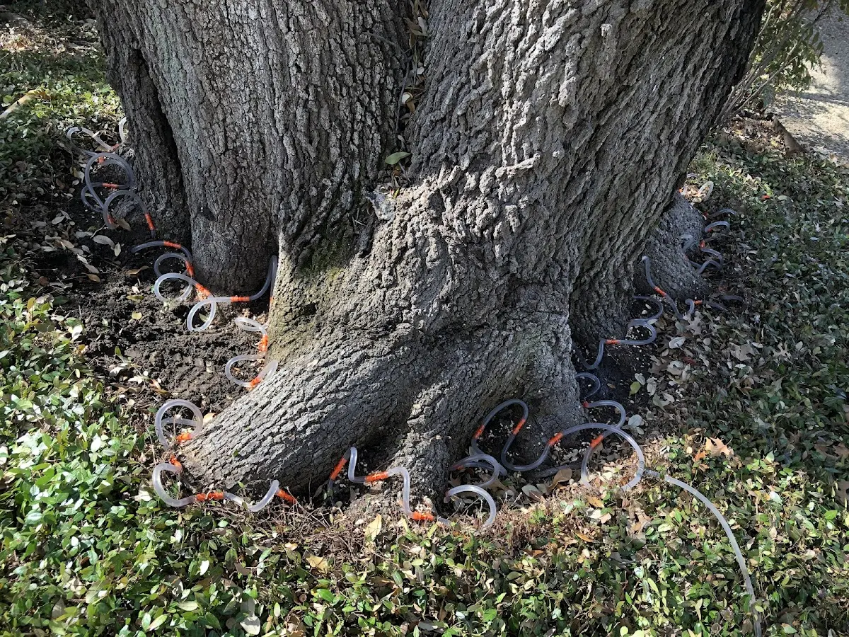 Detailed Tree Cabling and Bracing job site in Cottonwood